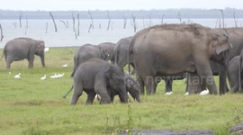 2 Cute Wrestling Baby Elephants  in Sri Lanka