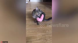 Family stunned when their pet cat turns up two days after thinking they had buried its remains