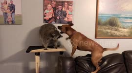 Raccoon and dog play rough