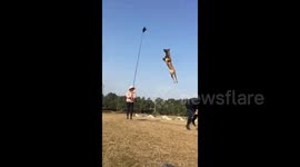 German shepherd in China trained to jump 10ft in the air