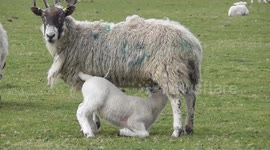 Visitors flock to see hungry newborn lambs at UK farm