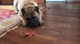 Bull mastiff looks ashamed after destroying owner’s favorite pair of sunglasses