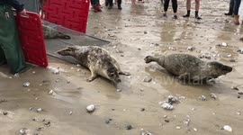Rescued seal pups released back into sea on Cornish beach
