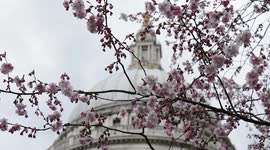 Cherry Blossom Outside St Paul's Cathedral, London
