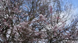 Cherry Blossom In Kyoto Garden, Holland Park