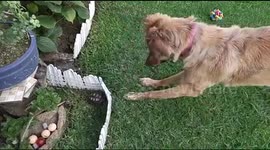 Dog plays with tortoise in the garden
