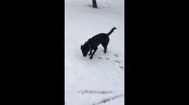 Dog plays in the snow