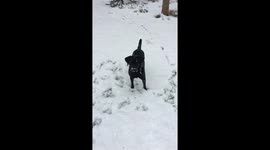Labrador plays with the snow