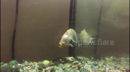 Fish acting like dead