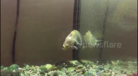 fish act like dead