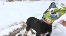 Canadian rescues abandoned puppy with head stuck in crisp packet