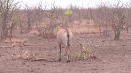 Rare Roan Antelope moving through dry Mopane woodland