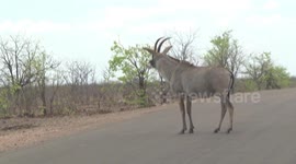 Rare Roan Antelope crossing a road