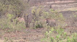 Roan Antelope feeding on Apple-leaf - longer view