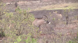 A Rare Sight - Roan Antelope feeding on Apple-leaf