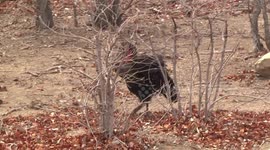 Formidable Ground Hornbills hunting in Mopane woodland