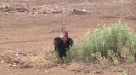 Ground Hornbill carrying prey in its formidable beak
