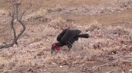 Ground Hornbill collecting prey in its huge black beak