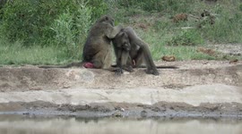 Female baboon pampers her partner after quick copulation