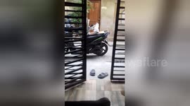 Newsflare Edit - Two cats fighting on the back of moped