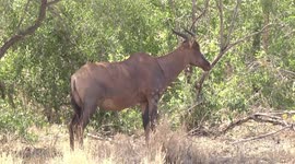 Pregnant Tsessebe antelope chewing cud in shade