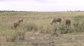 Tsessebe antelope herd grazing in vlei