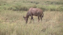 Tsessebe herd grazing in vlei - longer view