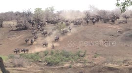 Huge African Buffalo herd in drought running to water in a cloud of dust