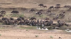 Huge African Buffalo herd drinking in river - long view