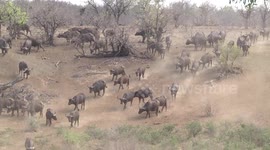 Huge African Buffalo herd moving down dusty slope to water