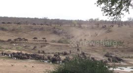 Huge African Buffalo herd moving to water in dust cloud, drinking in river