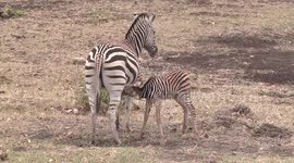 Zebra mother suckling her cute foal, then moving off