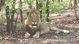 Hot male Lion near its kill, panting in the shade
