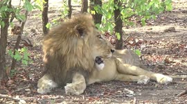 Hot male Lion in shade looking around