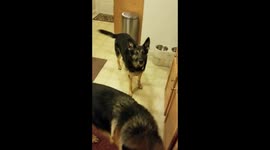 US soldier reunited with dogs after 9-month deployment