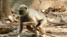 Baby Monkey And His Mother || How To Mother Monkey Carry Her Baby