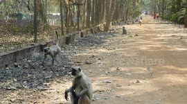 A Monkey Gang Sitting On The Road And Playing With Each Other