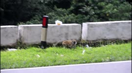 monkeys eat the rubbish