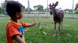 kids give eat deers