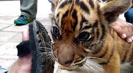 Cute video of a baby tigress playing at a zoo