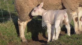 Playful newborn lambs with their little jackets on