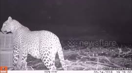 FOUR Cubs LEOPARD were rescued from sugarcane Field & Reunited with their mother In India