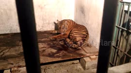 tiger was evacuated