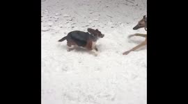 Hounds Making Friends