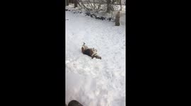 Beagle Meets Snow