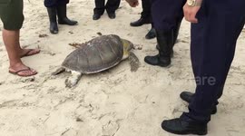 Irma takes its toll on the marine wildlife, Turtle dead on beach, Sol Palmeras, Varadero, Cuba