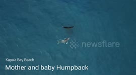 Kapa'a Humpback Mother & Baby