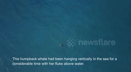 Kapa'a Whale