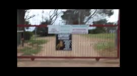 Giraffe plays with children on a trampoline.