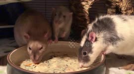 Soup to Rats